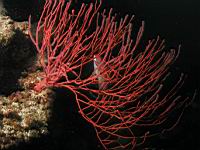  red gorgonian