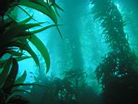 San Clemente Island Kelp
