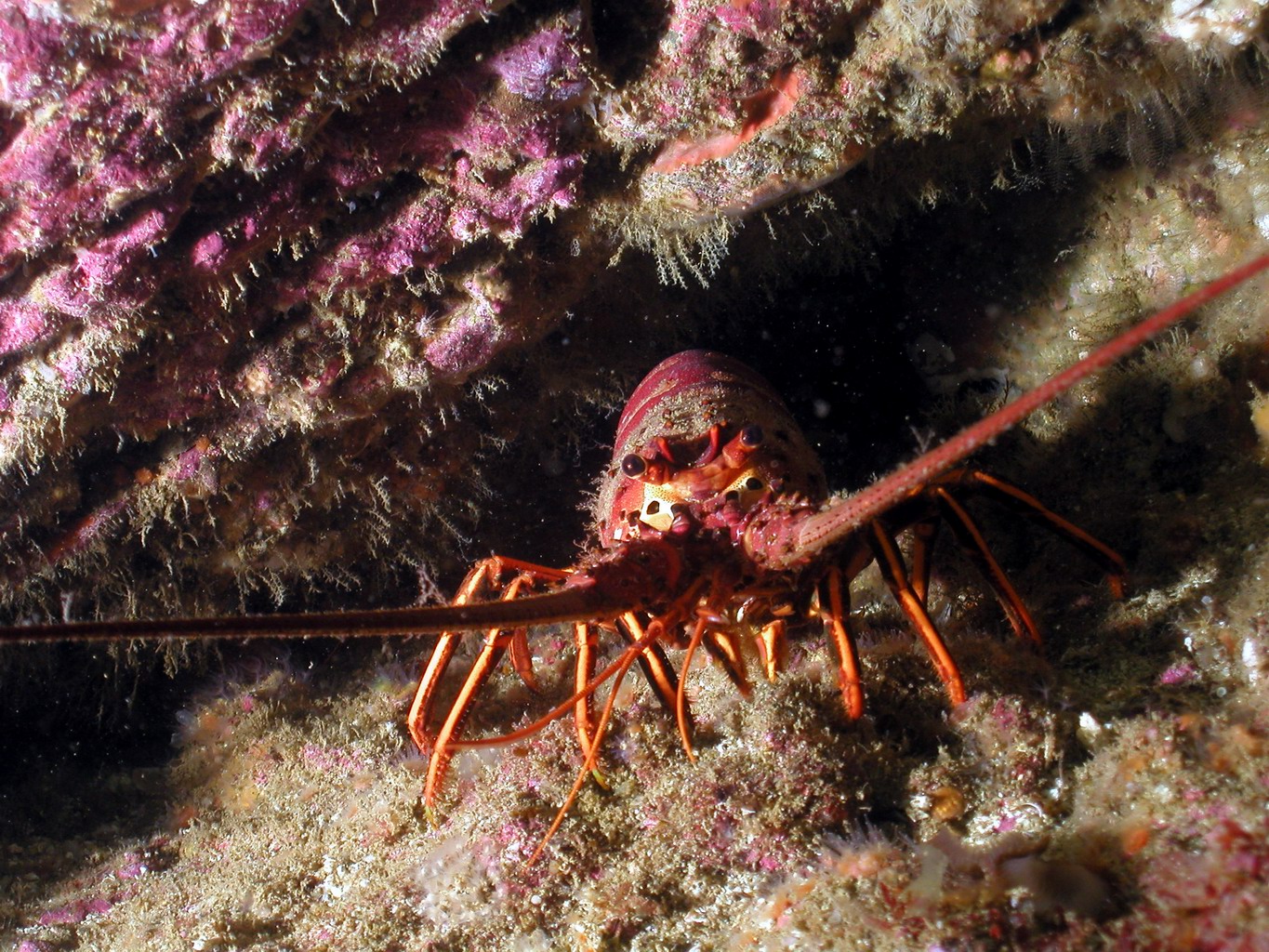 California Rock Lobster(Panulirus interruptus)