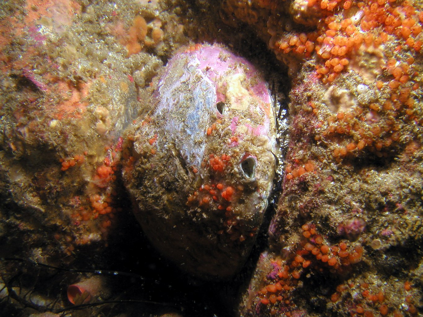 green abalone