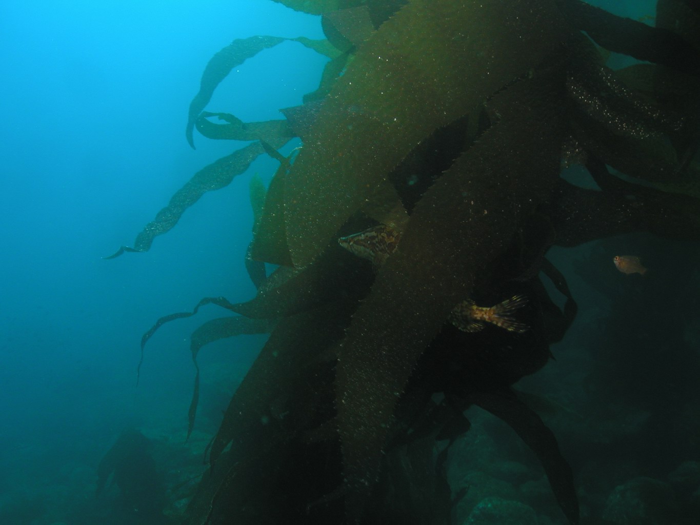 kelpfish hiding in the kelp