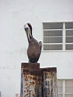 California Brown Pelican