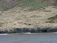 Santa Barbara Isalnd Sea Lion Rookery