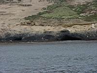 Santa Barbara Isalnd Sea Lion Rookery