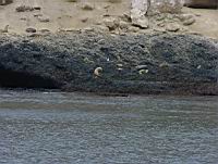 Santa Barbara Isalnd Sea Lion Rookery