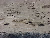 Santa Barbara Isalnd Sea Lion Rookery