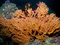 California Golden Gogonian