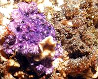 Encrusting Hydrocoral