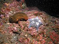 Sea Cucumber & Bat Star