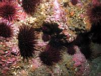 Centrostephanus coronactus