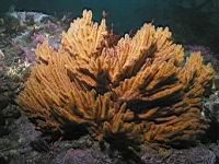 California Golden Gogonian