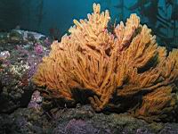 California Golden Gogonian