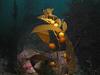 P6073025r.JPG