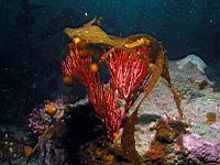 Red Gorgonian