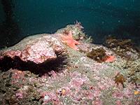 P6073032ar.JPG
