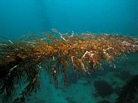 feather boa kelp