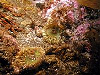 Anthopleura elegantissima
