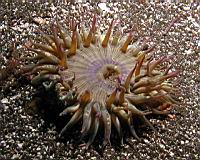 Anthopleura elegantissima