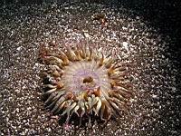 Anthopleura elegantissima