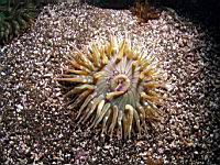 Anthopleura elegantissima