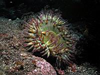Anthopleura elegantissima