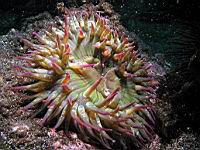 Anthopleura elegantissima