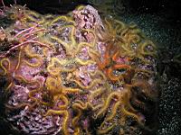 spiny brittle stars