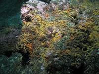 spiny brittle stars
