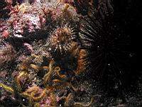Urticina crassicornis