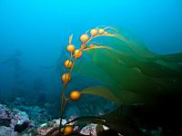 kelp