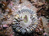 Anthopleura elegantissima
