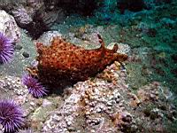 California Sea Hare (Aplysia californica)