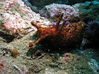 California Sea Hare (Aplysia californica)