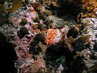 Stomphia coccinea