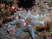 seven pointed bat star