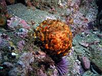 Orange puffball sponge (Tethya aurantia)