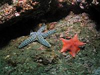 giant spined star & bat star