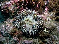 Anthopleura elegantissima