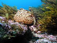 California Sea Hare (Aplysia californica)