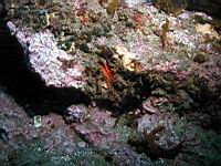 rock scallop (Crassedoma giganteum)