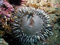 Anthopleura elegantissima
