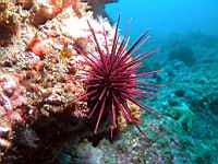 Strongylocentrotus franciscanus