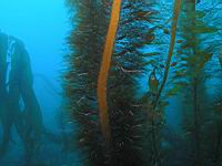 feather boa kelp
