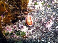 Chesnut cowry (Cypraea spadicea)