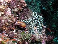 Chesnut cowry (Cypraea spadicea)
