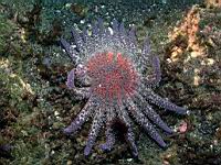 Sunflower Star (Pycnopodia helianthoides)
