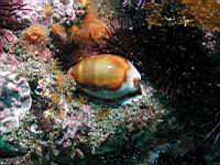 Chesnut cowry (Cypraea spadicea)