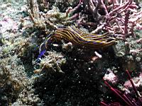 Navanax inermis