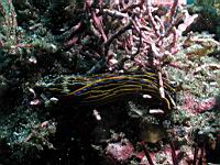 Navanax inermis