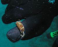 Navanax inermis